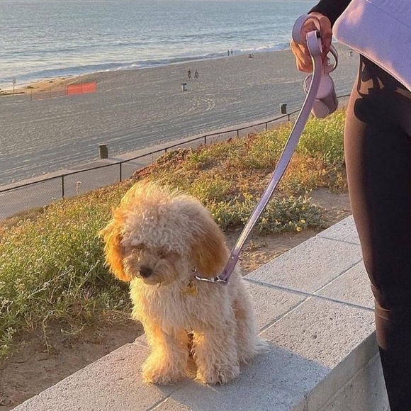 NEW Wild One leash and collar set with treat pouch - Picture 6 of 16